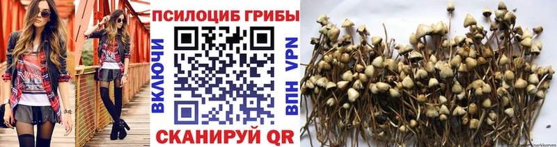Псилоцибиновые грибы Psilocybe Камызяк